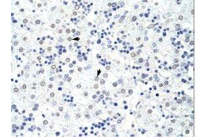 Image no. 1 for anti-Heterogeneous Nuclear Ribonucleoprotein L (HNRNPL) (AA 281-330) antibody (ABIN203218) (HNRNPL 抗体  (AA 281-330))