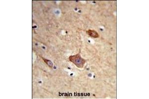 Formalin-fixed and paraffin-embedded human brain tissue reacted with NXPH1 Antibody (N-term), which was peroxidase-conjugated to the secondary antibody, followed by DAB staining. (Neurexophilin 1 抗体  (N-Term))