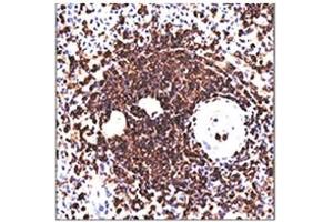 IHC testing of human spleen stained with 158-4D3 mAb. (CD45RA 抗体)