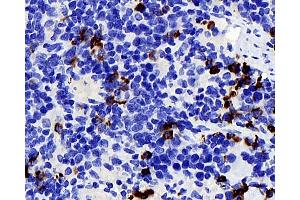 Immunohistochemistry analysis of parafffin-embedded mouse spleen using P2RX3 Polyclonal Antibody at dilution of 1:400. (P2RX3 抗体)