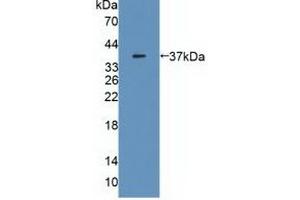 Figure. (MDH2 抗体  (AA 25-338))