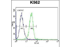 Flow cytometric analysis of K562 cells (right histogram) compared to a negative control cell (left histogram). (UAP1L1 抗体  (N-Term))