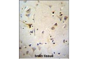 AGBL5 Antibody (N-term) (ABIN655730 and ABIN2845177) immunohistochemistry analysis in formalin fixed and paraffin embedded human brain tissue followed by peroxidase conjugation of the secondary antibody and DAB staining. (AGBL5 抗体  (N-Term))
