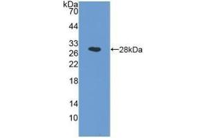 Detection of Recombinant NAAA, Human using Polyclonal Antibody to N-Acylethanolamine Acid Amidase (NAAA)