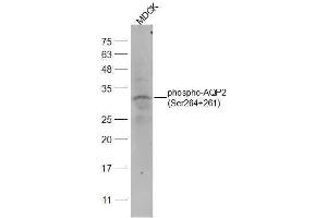 Dog MDCK lysates probed with phospho-AQP2(Ser264+261) Polyclonal Antibody, Unconjugated  at 1:2000 dilution and 4˚C overnight incubation. (AQP2 抗体  (pSer261, pSer264))