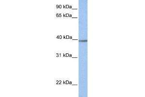 WB Suggested Anti-AMT Antibody Titration: 0. (Aminomethyltransferase 抗体  (N-Term))