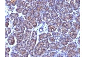Formalin-fixed, paraffin-embedded human pancreas stained with Golgi antibody (AE-6). (Golgi 抗体)
