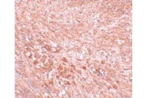 Immunohistochemical staining of mouse kidney tissue with SEC16B polyclonal antibody  at 5 ug/mL dilution. (SEC16B 抗体  (C-Term))