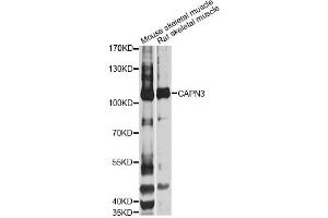 Western blot analysis of extracts of various cell lines, using CAPN3 Antibody (ABIN1871434) at 1:1000 dilution. (Calpain 3 抗体)