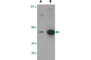 Western blot analysis of (A) 5 ng and (B) 25 ng of recombinant Hemagglutinin with Hemagglutinin monoclonal antibody, clone 1E6A7  at 1 ug/mL . (Hemagglutinin 抗体  (Internal Region))