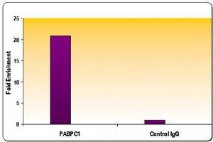 RNA pol II CTD phospho Ser5 antibody tested by ChIP analysis. (Rpb1 CTD 抗体  (pSer5, Ser5))