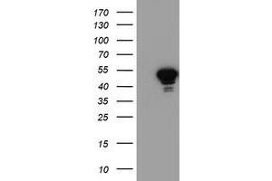 Western Blotting (WB) image for anti-N-Acyl Phosphatidylethanolamine phospholipase D (NAPEPLD) antibody (ABIN1499647) (NAPEPLD 抗体)