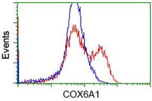 HEK293T cells transfected with either RC210485 overexpress plasmid (Red) or empty vector control plasmid (Blue) were immunostained by anti-COX6A1 antibody (ABIN2452918), and then analyzed by flow cytometry. (COX6A1 抗体)