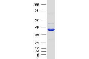 Western Blotting (WB) image for N-Terminal EF-Hand Calcium Binding Protein 3 (NECAB3) (Transcript Variant 1) protein (Myc-DYKDDDDK Tag) (ABIN2727054)