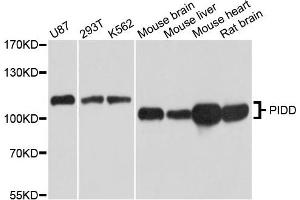 Western blot analysis of extracts of HEK-293 cell line, using PIDD antibody. (PIDD 抗体)