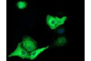 Anti-TACC3 mouse monoclonal antibody (ABIN2453829) immunofluorescent staining of COS7 cells transiently transfected by pCMV6-ENTRY TACC3 (RC210754). (TACC3 抗体)
