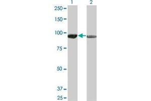 Western Blot analysis of AMPD2 expression in transfected 293T cell line by AMPD2 monoclonal antibody (M01), clone 2F5. (AMPD2 抗体  (AA 86-185))
