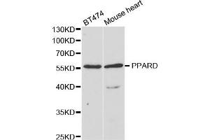 Western blot analysis of extracts of various cell lines, using PPARD antibody (ABIN5973301) at 1/1000 dilution. (PPARD 抗体)