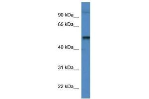 Western Blot showing Katna1 antibody used at a concentration of 1. (KATNA1 抗体  (C-Term))