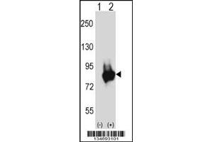 Western blot analysis of Prkd3 using rabbit polyclonal Mouse Prkd3 Antibody using 293 cell lysates (2 ug/lane) either nontransfected (Lane 1) or transiently transfected (Lane 2) with the Prkd3 gene.
