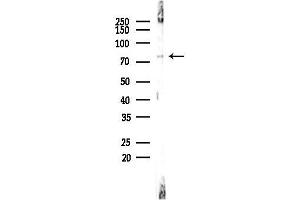 Western blot analysis of lysates from RAW264.