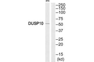 Western Blotting (WB) image for anti-Dual Specificity Phosphatase 10 (DUSP10) (C-Term) antibody (ABIN1852537) (DUSP10 抗体  (C-Term))