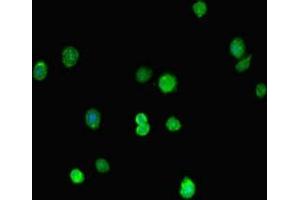 Immunofluorescence (IF) image for anti-MORC Family CW-Type Zinc Finger 1 (MORC1) (AA 683-984) antibody (ABIN7160194)