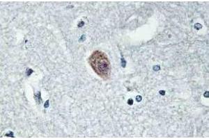 Immunohistochemistry (IHC) analyzes of Dok-6 pAb in paraffin-embedded human brain tissue. (DOK6 抗体)