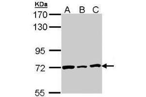 Western Blot: Lamin B2 antibody staining of H1299 (A), Hela (B), HepG2 (C) whole cell lysates (30 µg) at 1/3000 dilution, 7. (Lamin B2 抗体  (AA 221-460))