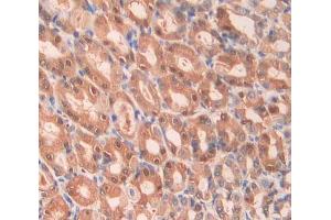 IHC-P analysis of stomach tissue, with DAB staining. (Factor VII 抗体  (AA 315-433))