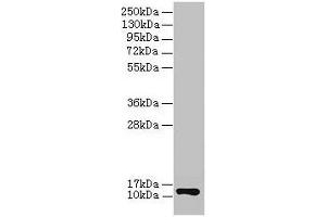 Western blot All lanes: COX6A1 antibody at 2 μg/mL + EC109 whole cell lysate Secondary Goat polyclonal to rabbit IgG at 1/15000 dilution Predicted band size: 13 kDa Observed band size: 13 kDa (COX6A1 抗体  (AA 25-109))