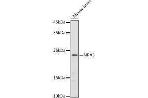 Western blot analysis of extracts of Mouse brain, using NRAS antibody (ABIN7267532) at 1:1000 dilution. (GTPase NRas 抗体  (AA 1-189))