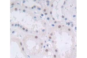 IHC-P analysis of Human Tissue, with DAB staining. (H2AFX 抗体  (AA 2-143))