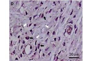 Immunohistochemistry (IHC) image for anti-CD177 Molecule (CD177) (AA 521-650) antibody (ABIN687187)
