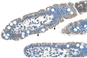 Human Intestine (S1PR5 抗体  (N-Term))