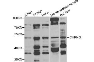 Western blot analysis of extracts of various cell lines, using CHRNG antibody (ABIN5975218) at 1/1000 dilution. (CHRNG 抗体)