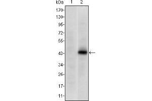Western blot analysis using PAX4 mAb against HEK293 (1) and PAX4(AA: 105-232)-hIgGFc transfected HEK293 (2) cell lysate. (PAX4 抗体)