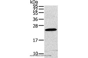 Western blot analysis of RAW264. (RGS1 抗体)