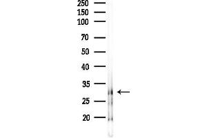 Western blot analysis of lysates from RAW264.