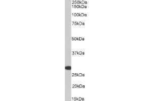 Western Blotting (WB) image for anti-Homeobox A5 (HOXA5) (AA 83-92) antibody (ABIN5867852) (HOXA5 抗体  (AA 83-92))