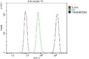 Flow Cytometry analysis of U937 cells using anti-TRIM25 antibody (ABIN7599495). (TRIM25 抗体  (AA 1-610))
