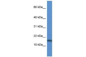 WB Suggested Anti-TNFSF13 AntibodyTitration: 1.