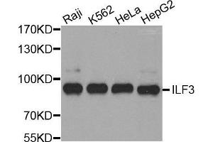 Western blot analysis of extracts of various cell lines, using ILF3 antibody. (Interleukin enhancer-binding factor 3 (ILF3) (AA 1-270) 抗体)