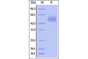 Biotinylated Human SIRP alpha, His,Avitag on  under reducing (R) condition. (SIRPA Protein (AA 31-370) (His tag,AVI tag,Biotin))