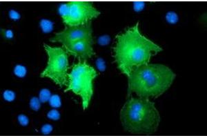 Anti-CCM2 mouse monoclonal antibody (ABIN2454945) immunofluorescent staining of COS7 cells transiently transfected by pCMV6-ENTRY CCM2 (RC201418). (CCM2 抗体)