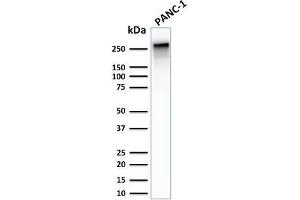 Western Blot Analysis of PANC-1 cell lysate using Spectrin beta III Rabbit Recombinant Monoclonal (SPTBN2/2887R). (Recombinant Spectrin, Beta, Non-erythrocytic 2 (SPTBN2) (AA 356-475) 抗体)