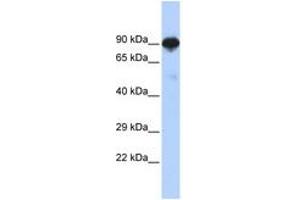 Image no. 1 for anti-Regulatory Factor X 4 (RFX4) (AA 144-193) antibody (ABIN6742521) (RFX4 抗体  (AA 144-193))