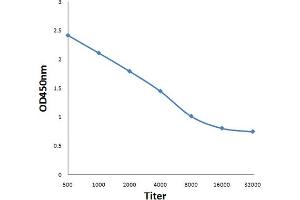 Antigen: 0. (PDPK1 抗体  (pTyr373, pTyr376))
