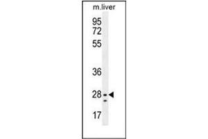 Western blot analysis of NIPSNAP3B Antibody (C-term) in Mouse liver tissue lysates (35ug/lane). (NIPSNAP3B 抗体  (C-Term))