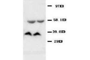 Western blot analysis of rat kidney tissue lysis using SAMDC antibody (AMD1 抗体  (C-Term))